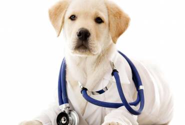 Cardiologista para Cães em SP