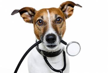 Cardiologista para Cães