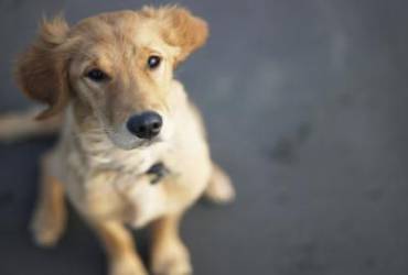 Castração de Cachorros