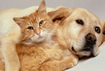 Eletrocardiograma em Cachorro e Gato
