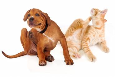 Endoscopia para Cachorros em SP