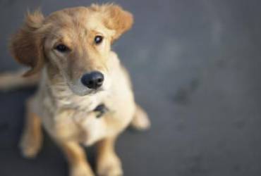 Endoscopia para Cães em SP
