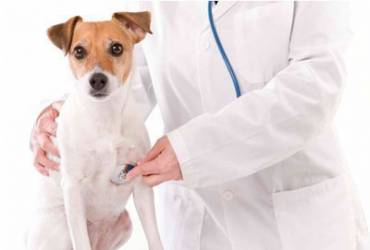 Laboratórios que Fazem Exame de Cachorro