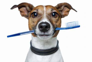 Limpeza de Tártaro Para Cães / Limpeza de Tártaro Canina