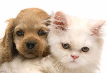 Odontologia para Cães E Gatos
