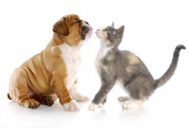 Ultrassonografia em Cachorro e Gato
