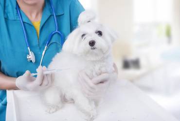 Vacinação de Cães Na Vila Mariana