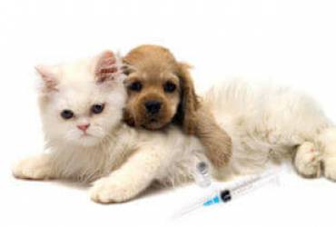 Vacinação de Pets em SP