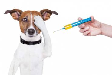 Vacinação de Pets Na Vila Mariana
