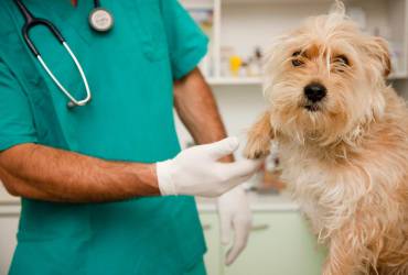 Veterinários que Fazem Castração