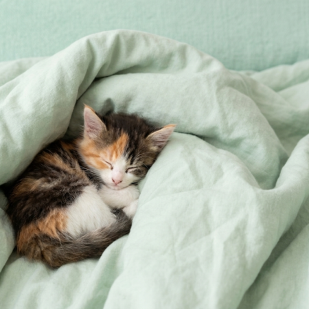 Ilustração sobre gatos e o hábito de dormir muito ao se limpar