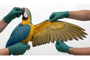 Ilustração do atendimento veterinário a animais silvestres
