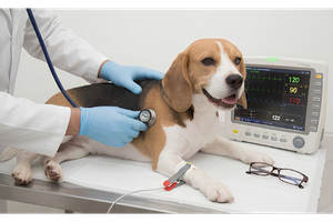 Ilustração da especialidade de cardiologia veterinária