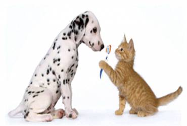 Odontologia canina