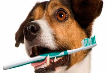 Tratamento Bafo Cães