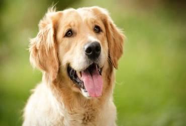 Vacina para Pets em SP